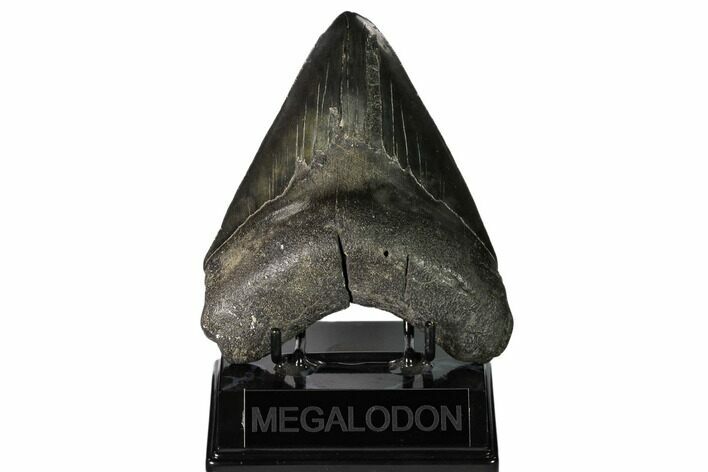 Fossil Megalodon Tooth - South Carolina #149415